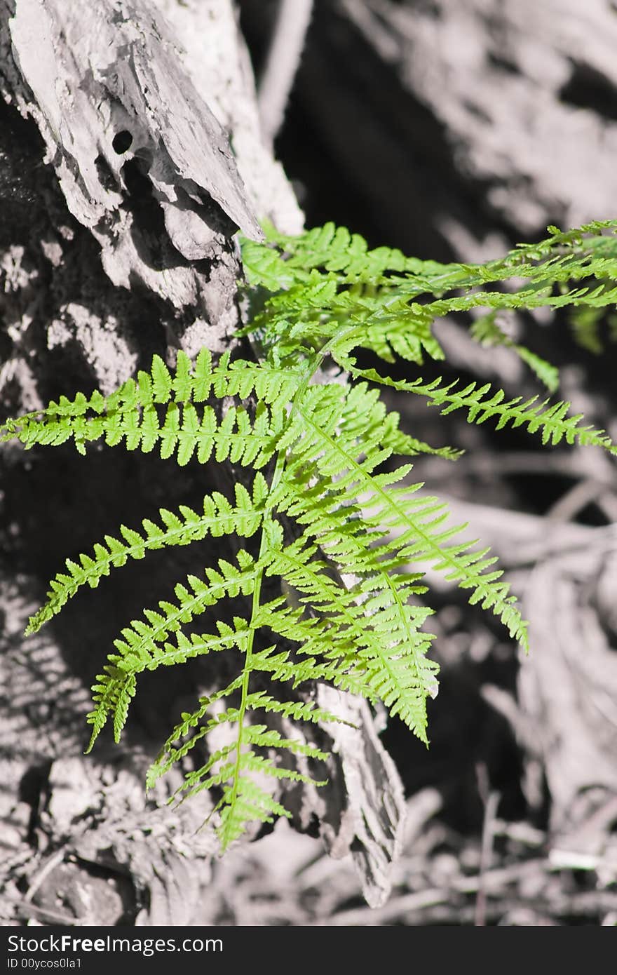 Fern plant