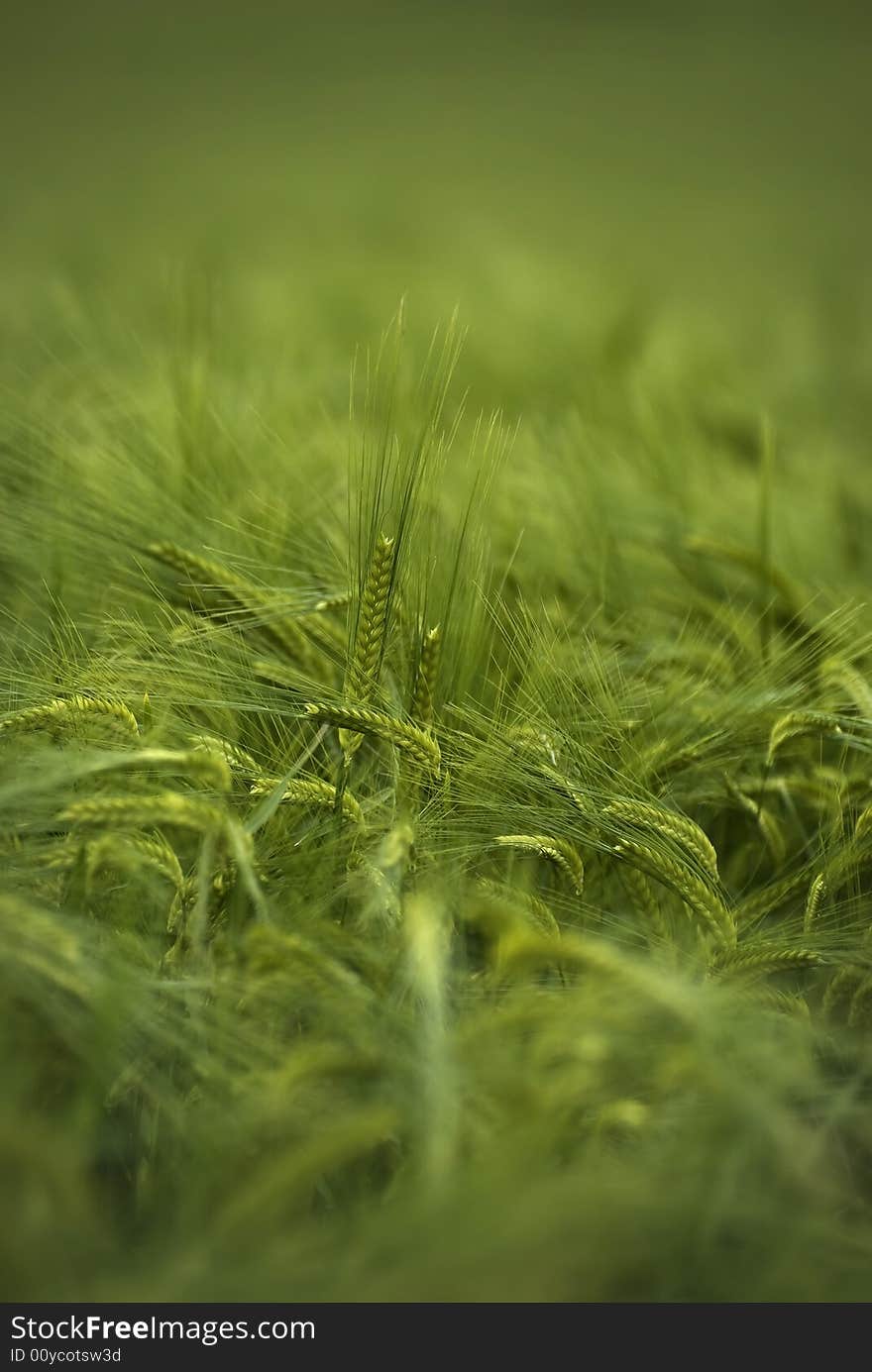 Young wheat