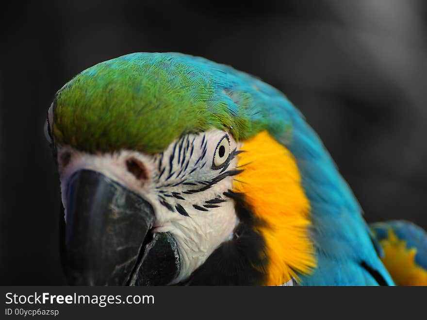 Macaw close up