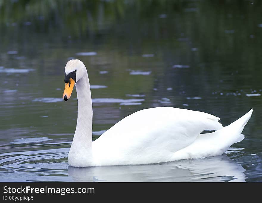 Swan moving gracefully on a peaceful lake