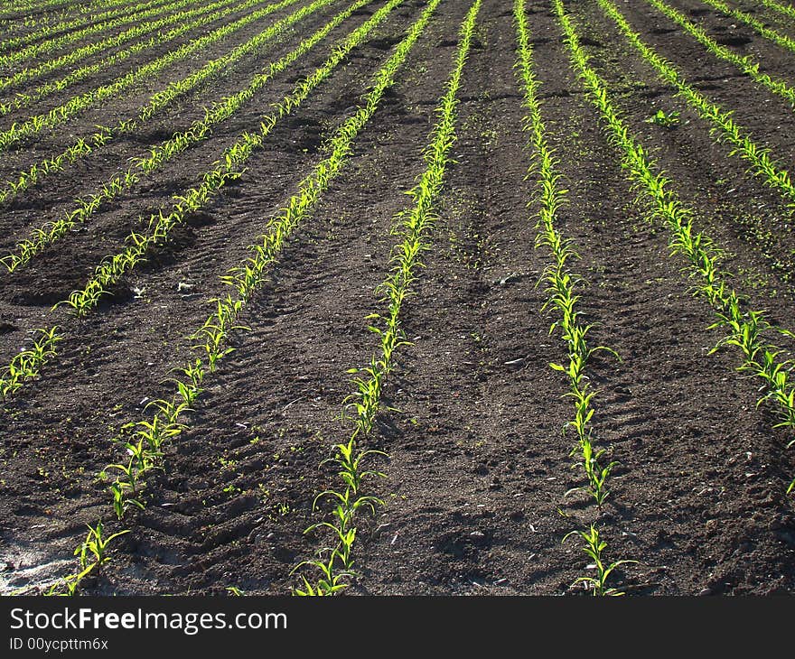 Newly planted corn field green lines effect. Newly planted corn field green lines effect