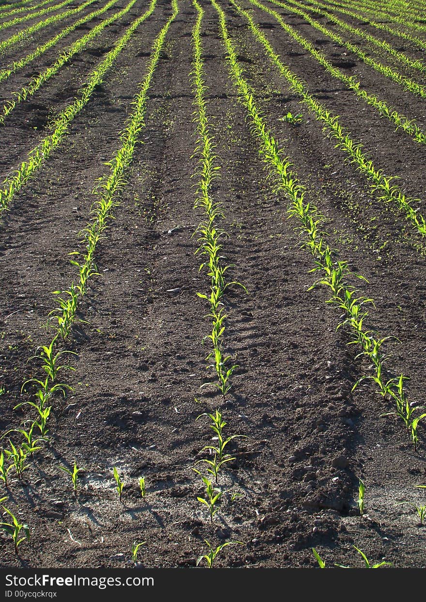 Newly planted corn field green lines effect