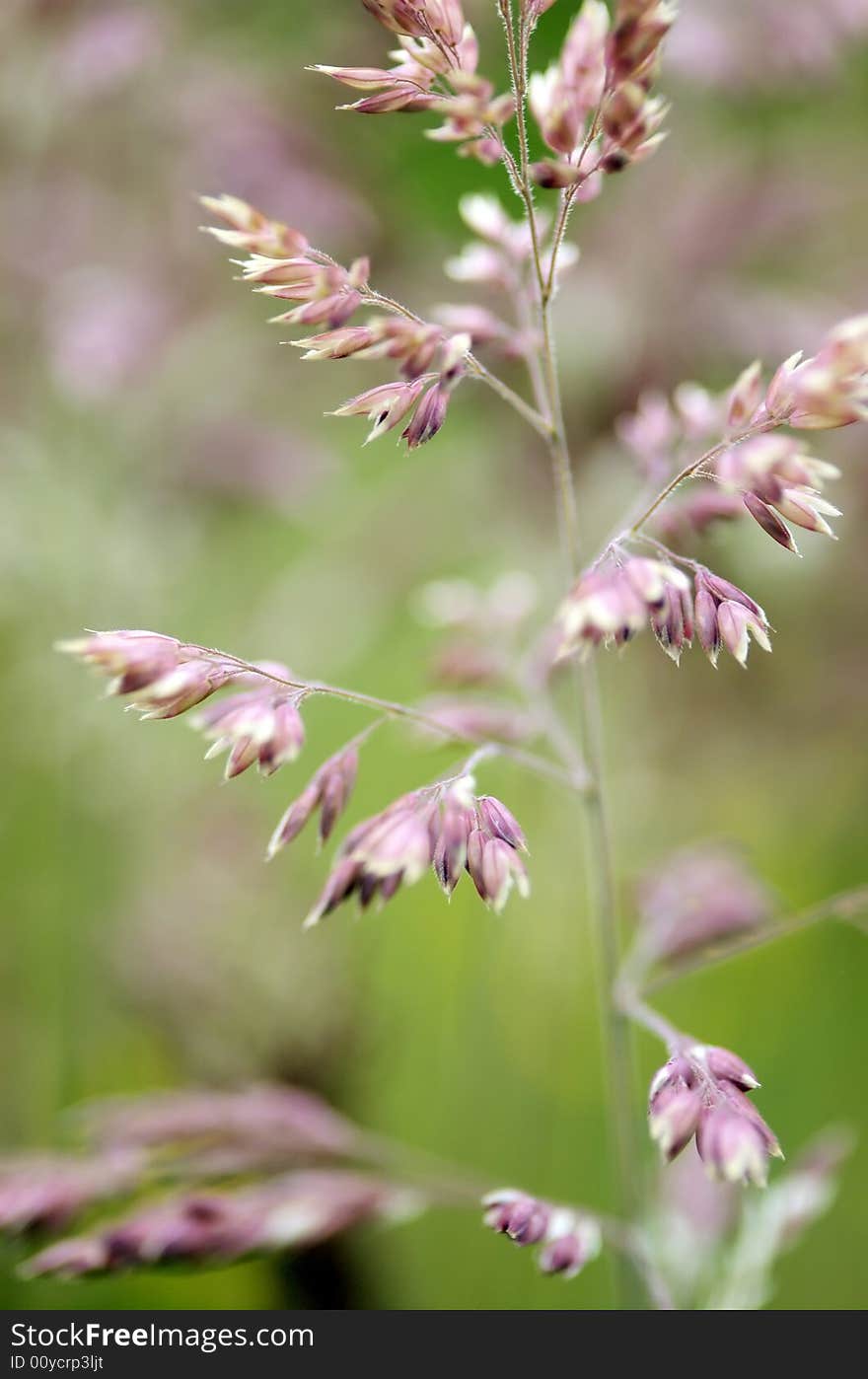 A close up of reddish purple fountain grass.