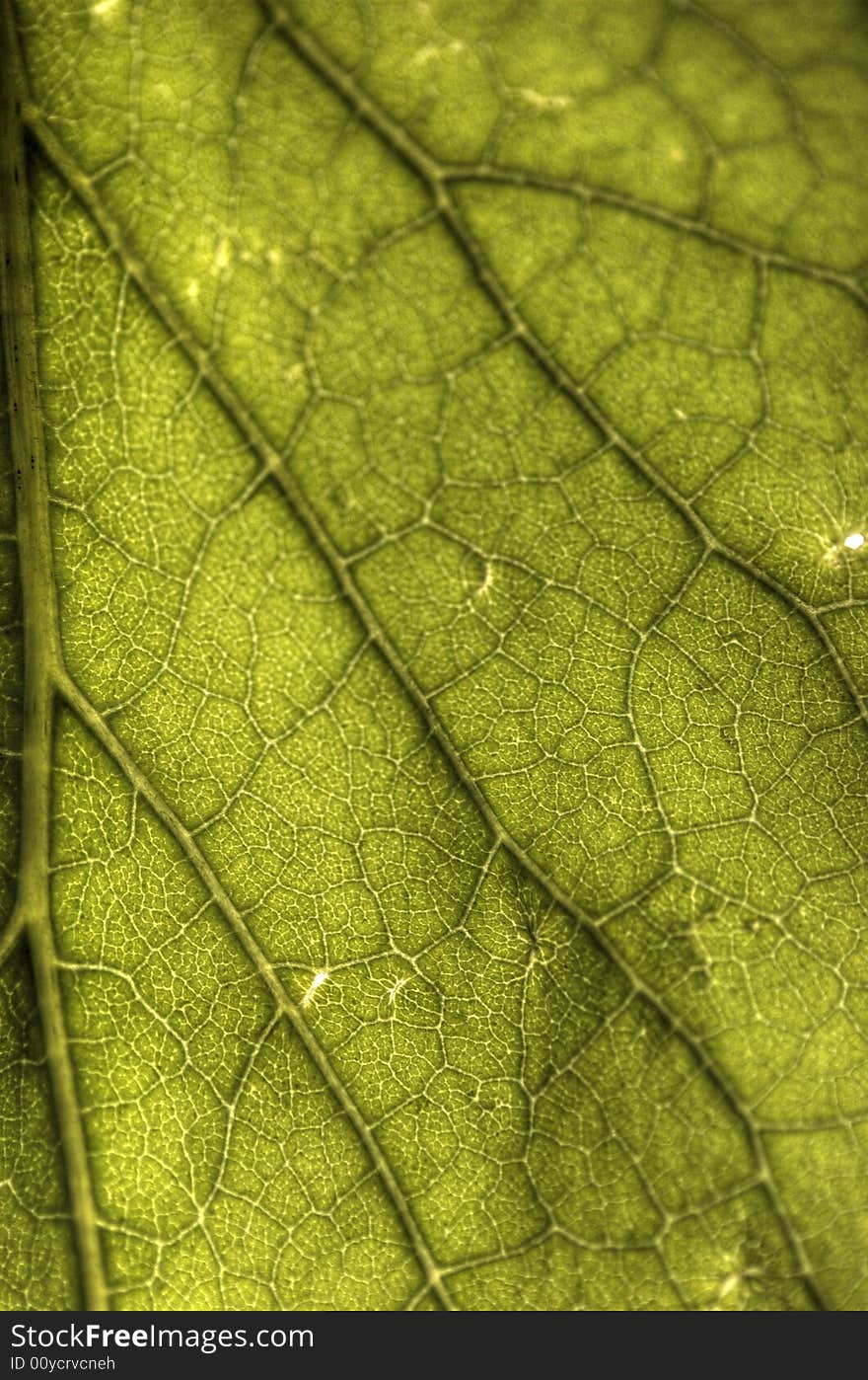 Photo of a leaf, macro. Photo of a leaf, macro.