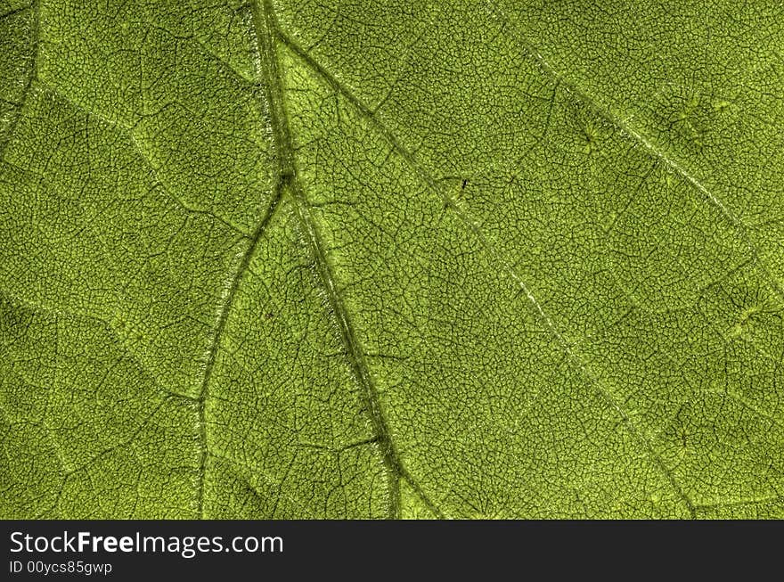 Photo of a leaf, macro. Photo of a leaf, macro.