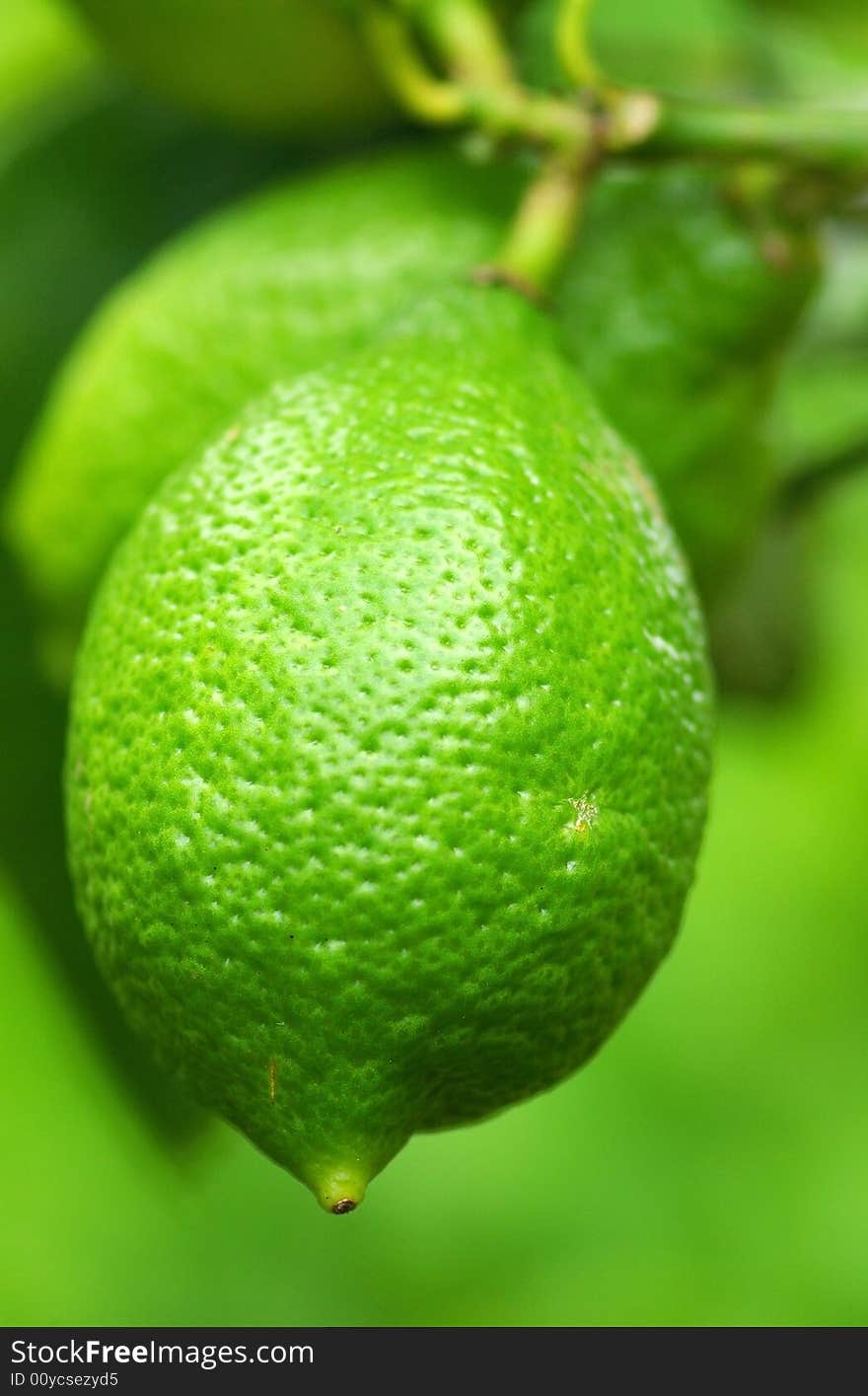 Green lemon.