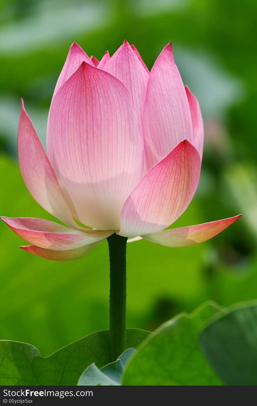 Water Lily Bud