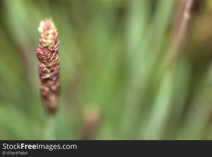 A close up of reddish purple fountain grass.