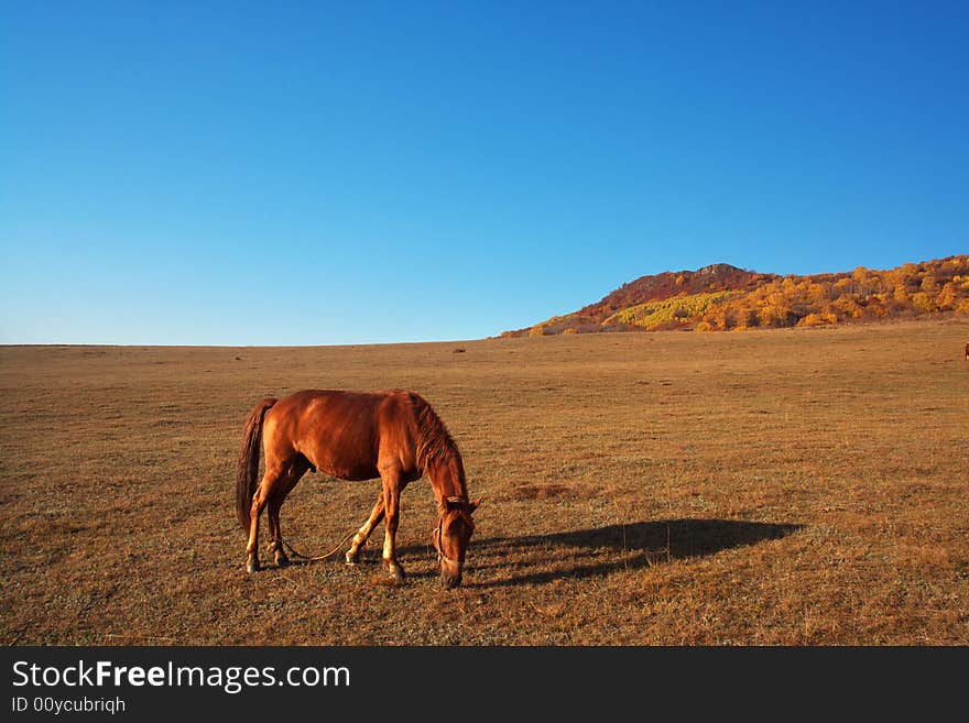 A horse is eatting grass leisurely