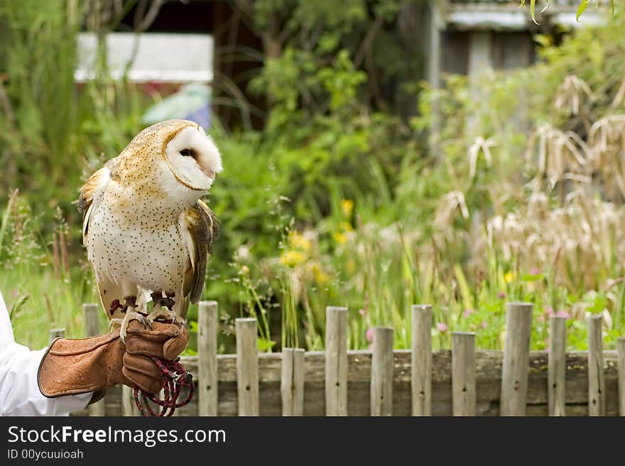 Barn Owl