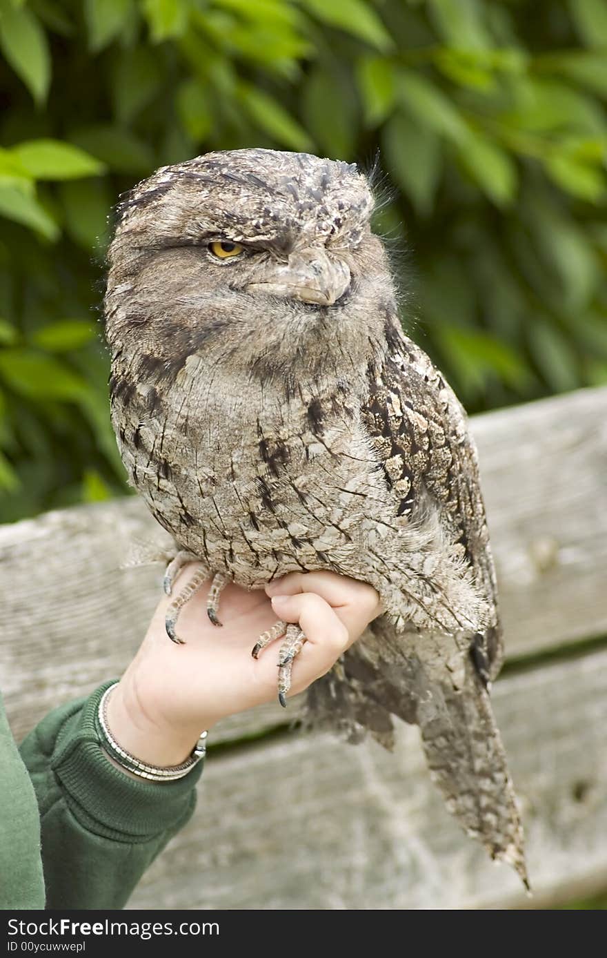 Austrailian frogmouth resting on keepers hand