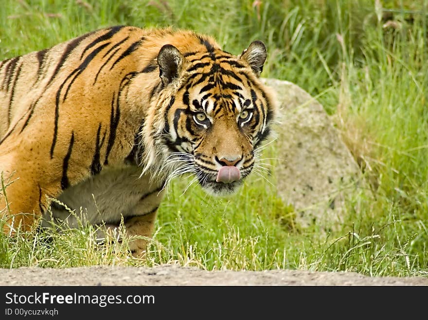 Sumatran Tiger lounging on a grassy hillside