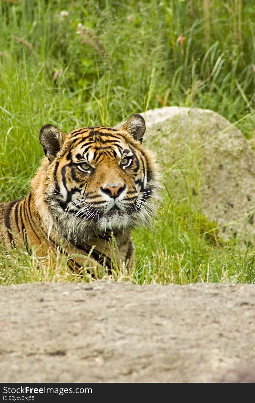 Sumatran Tiger