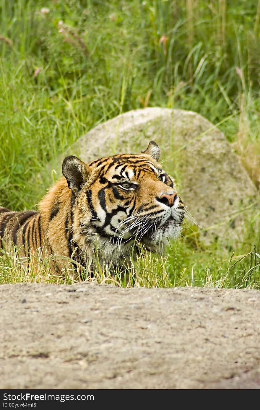 Sumatran Tiger