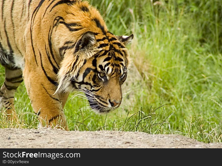 Sumatran Tiger lounging on a grassy hillside