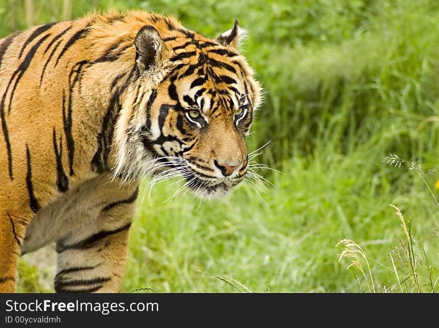 Sumatran Tiger