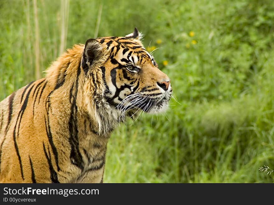 Sumatran Tiger lounging on a grassy hillside