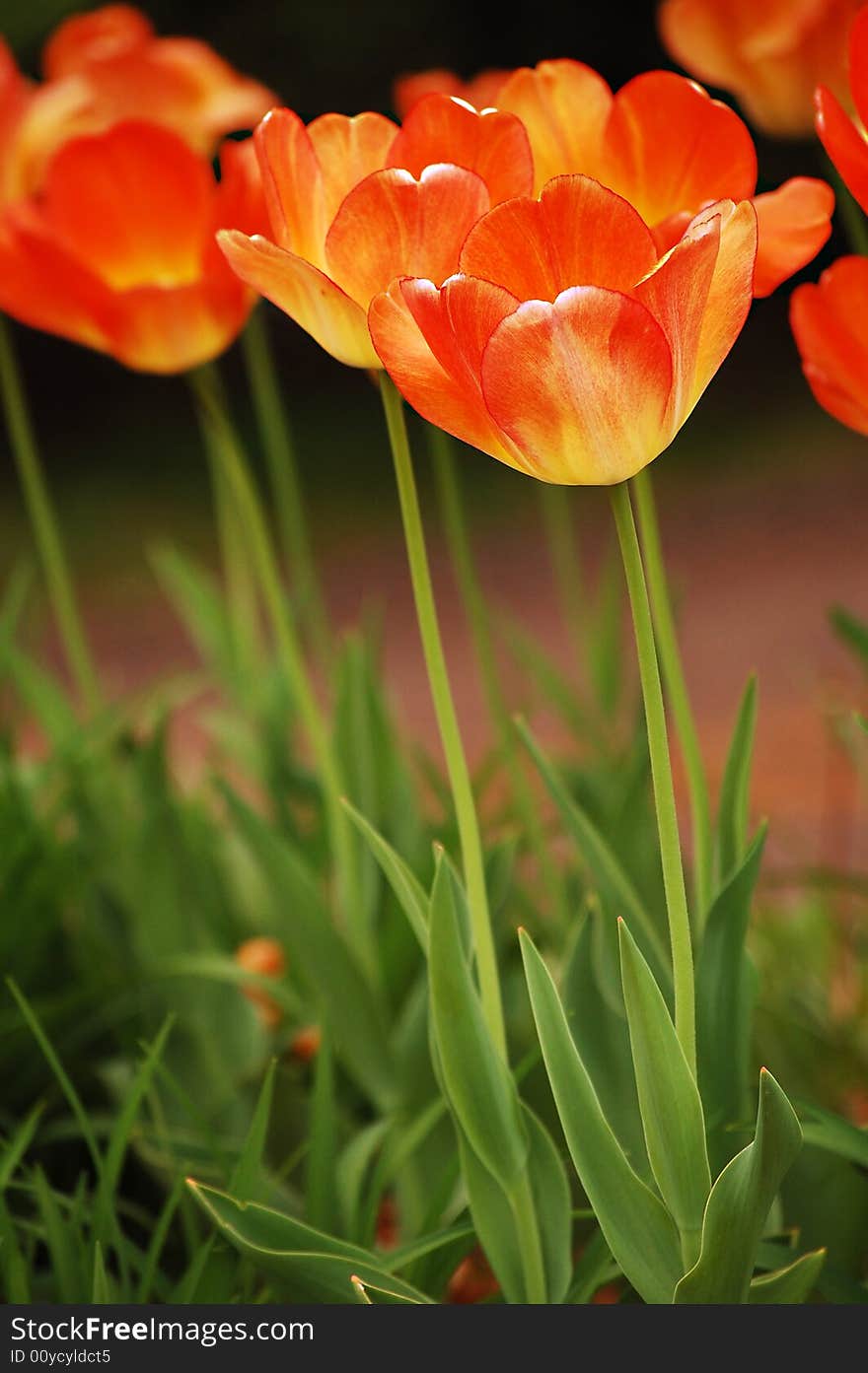 Close up of orange tulips with foliage