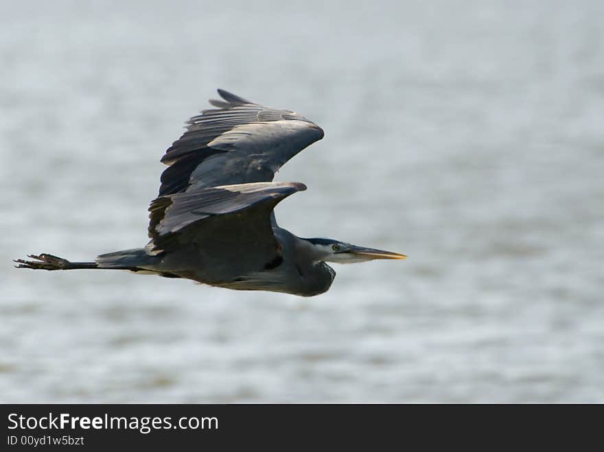 Great Blue Heron In Flight