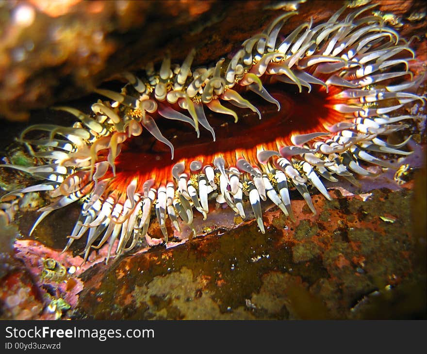 Colourful Anemone on sunny day, temperate waters of Sydney