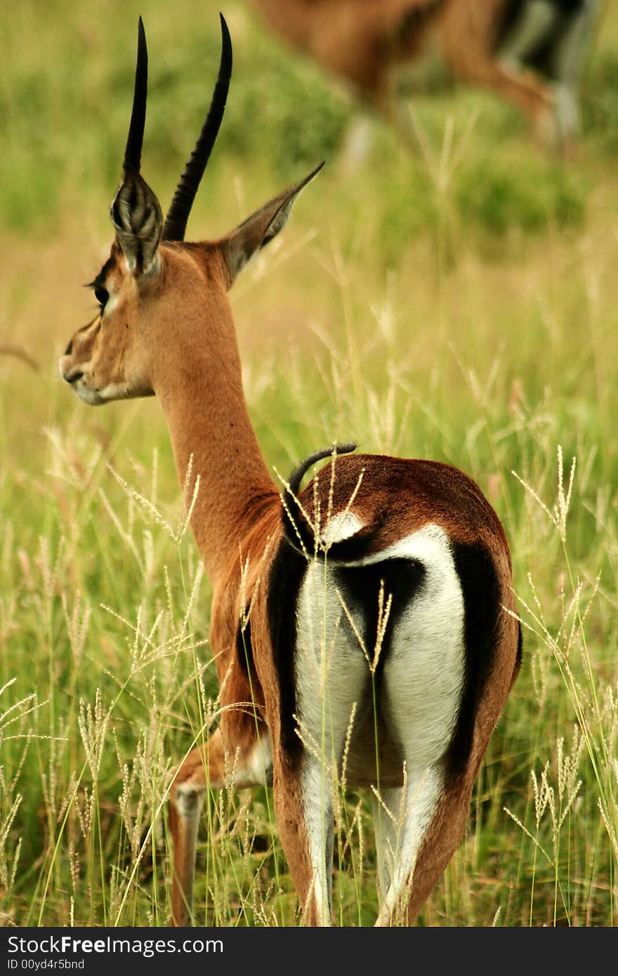 Antelopa from Tsavo East - Kenya. canon 350D. 300mm