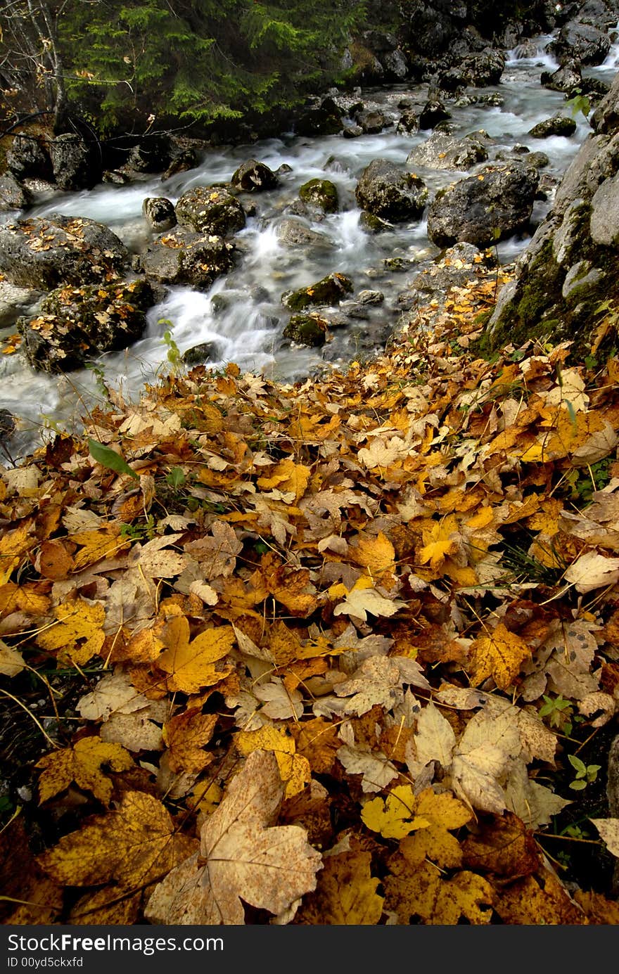 Yellow maple leaves next to the clean water stream. Yellow maple leaves next to the clean water stream