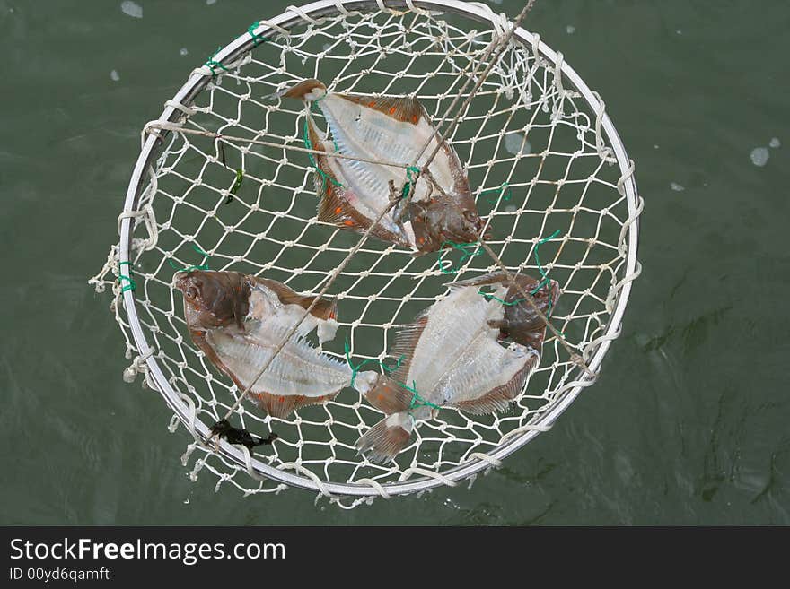 Three flatfish on a net used for catching lobsters. The fish are eaten away partly. Three flatfish on a net used for catching lobsters. The fish are eaten away partly.