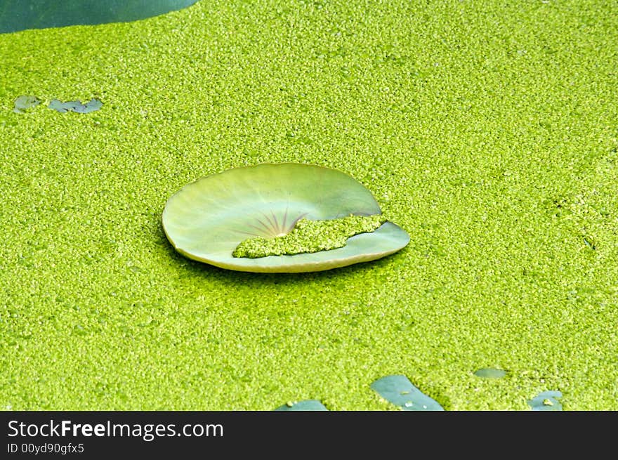 Lotus new curl leaf with many floating duckweed