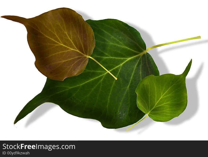 composition of three leaves