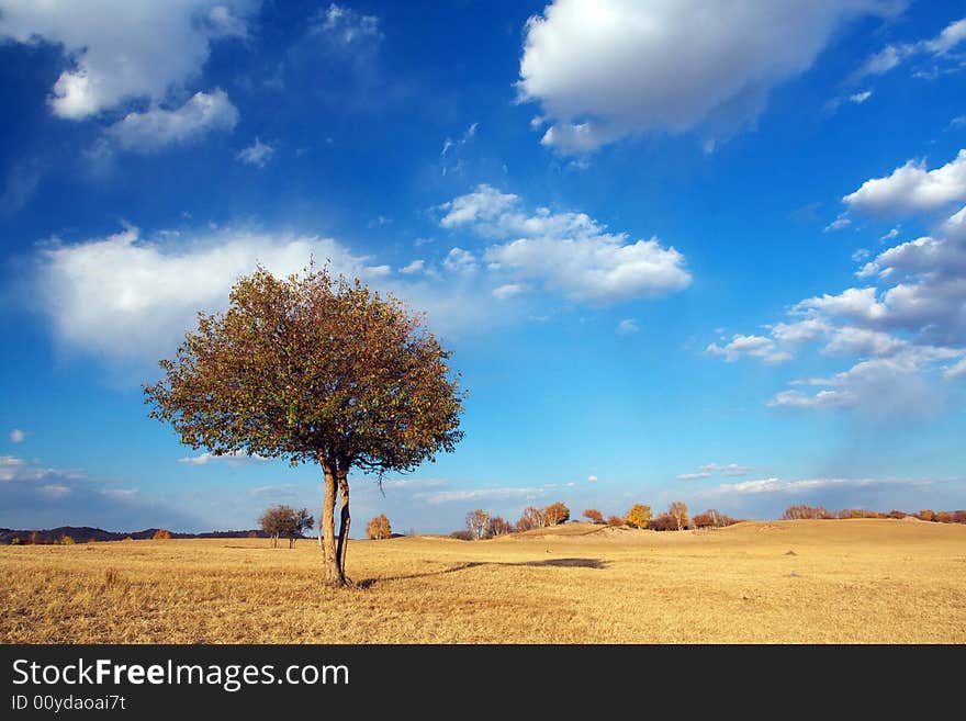 Young tree  is  growing in bachong. Young tree  is  growing in bachong