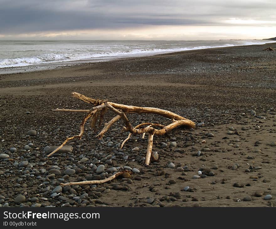 Drift wood on evening  ocean beach