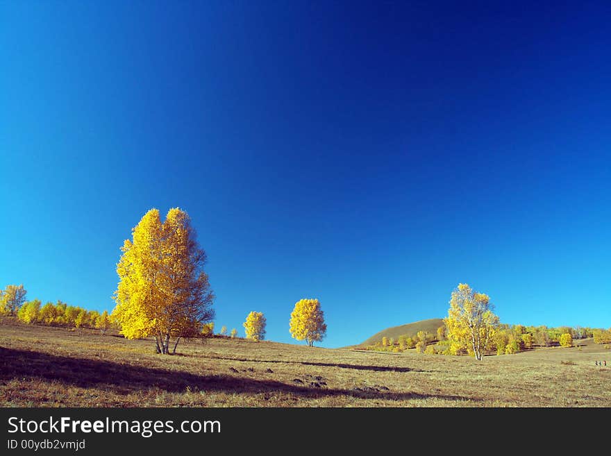 The silver birch is beautiful under blue sky