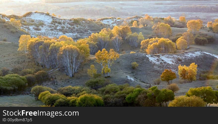 There are full of sirver birches in gold autumn