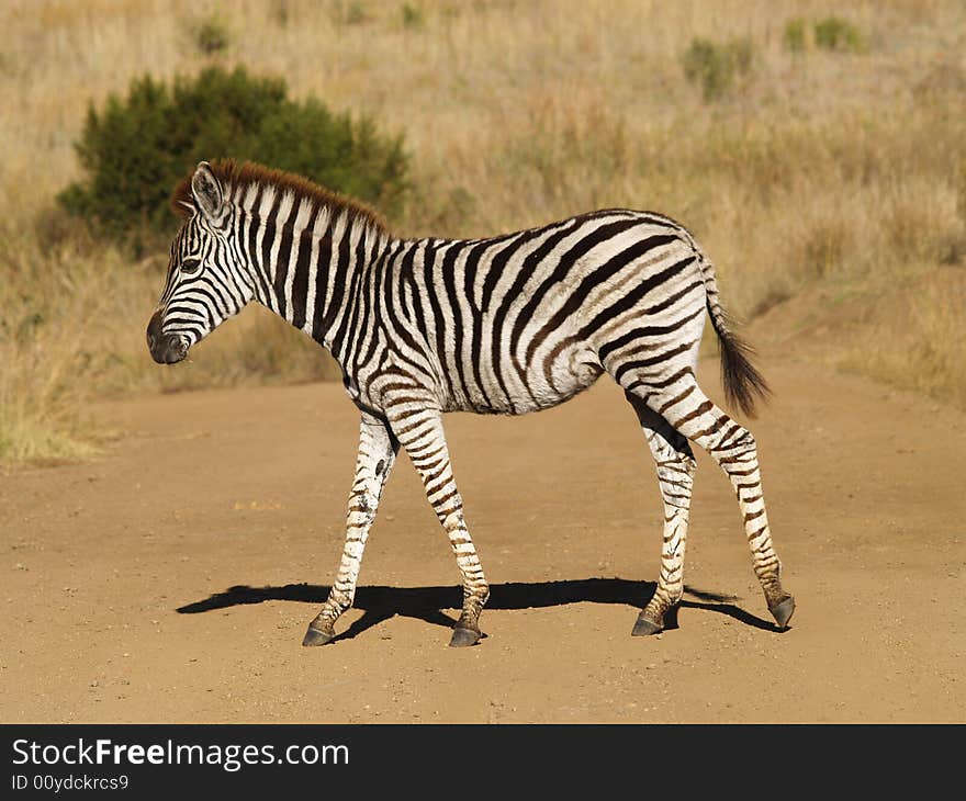 Zebra Babie