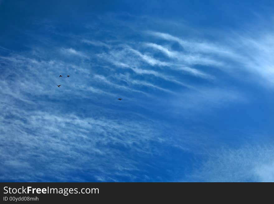 Birds in the blue sky. Birds in the blue sky