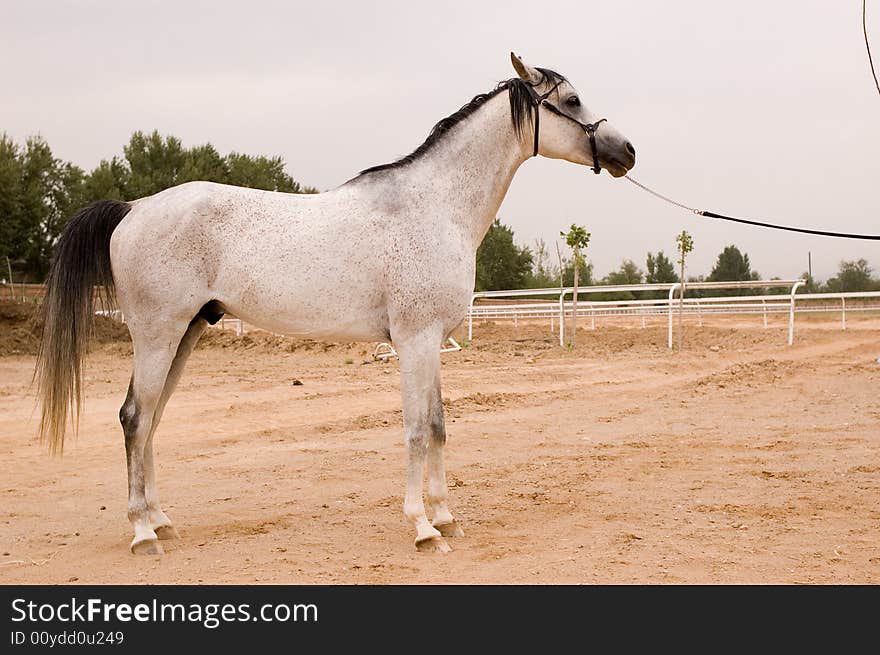 Arab horse in a farm of beijing