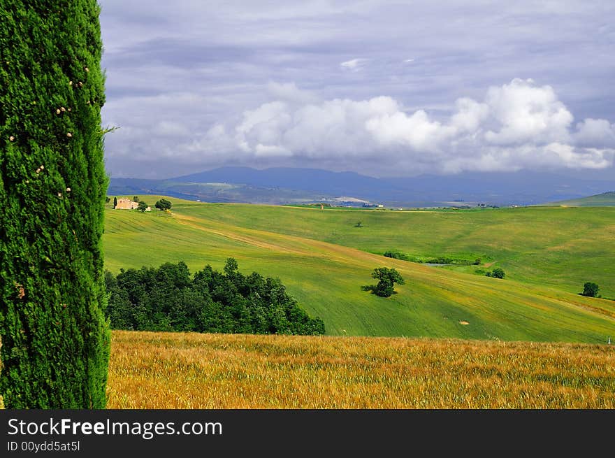 A Natural framing of the landscape, made by a green Cypress and a Gold meadow... a Rainy day of June in tuscany !. A Natural framing of the landscape, made by a green Cypress and a Gold meadow... a Rainy day of June in tuscany !