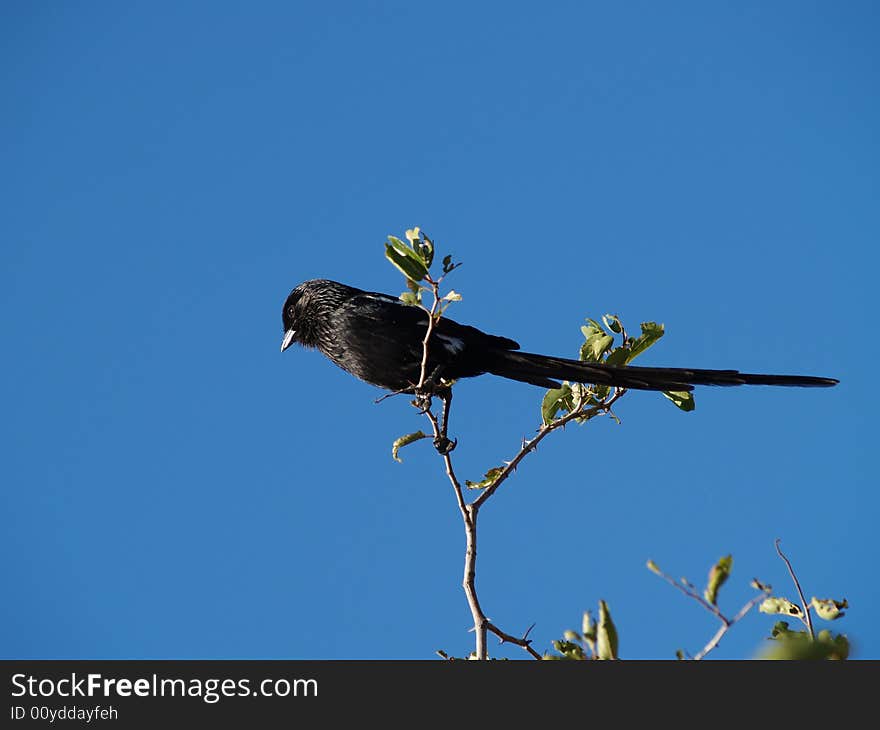 Magpie (African Longtailed) Shrike