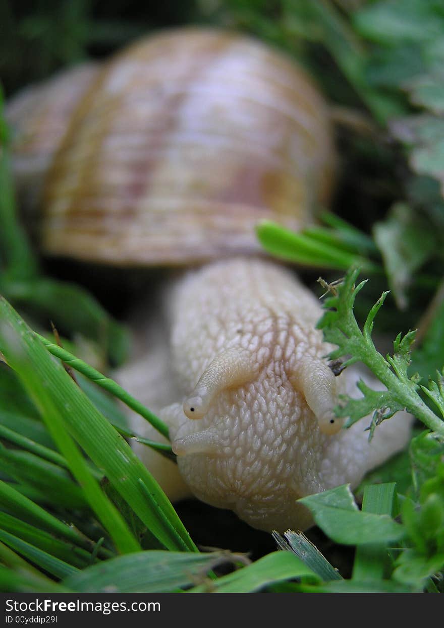 Shy snail in green grass