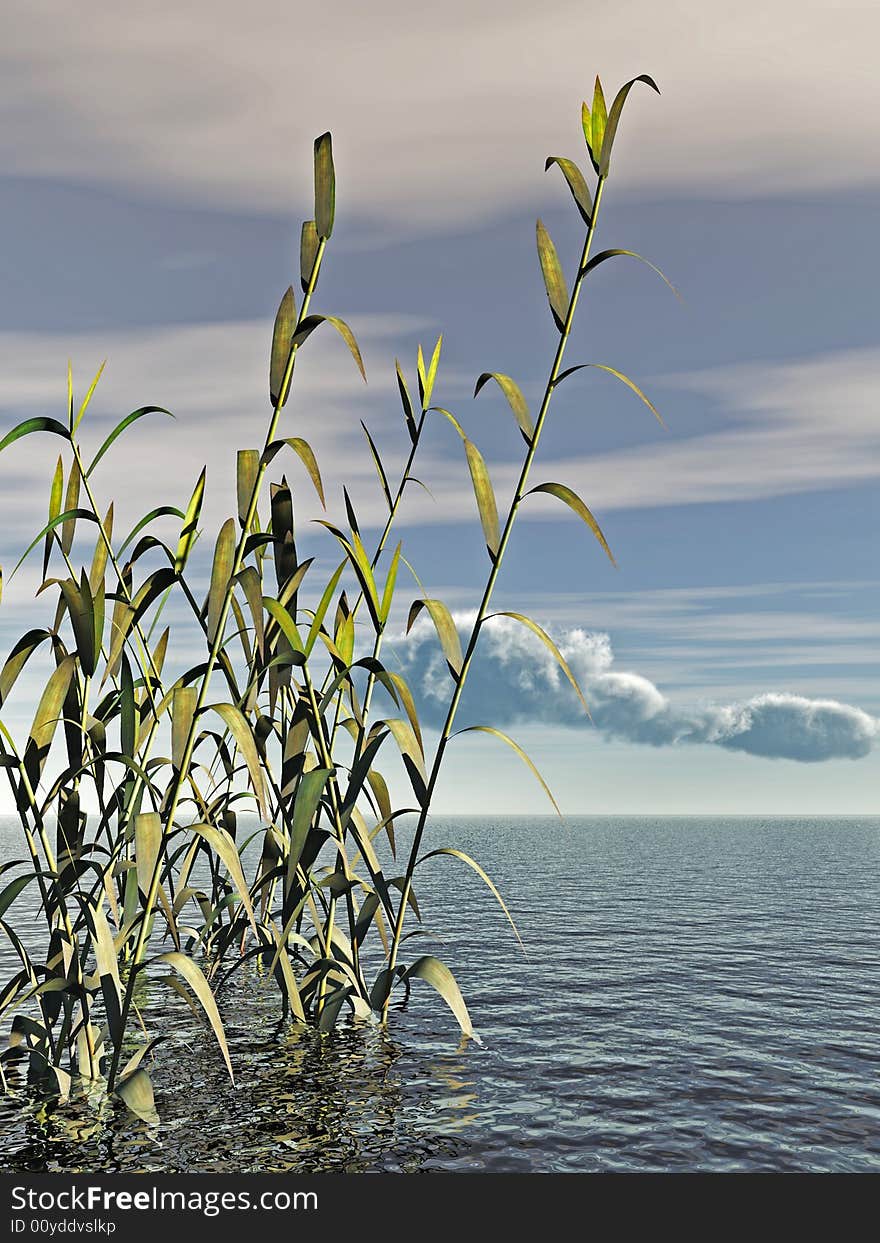 Water Plants