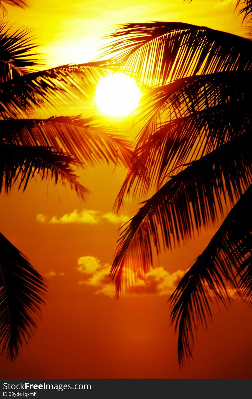 View of palm black outlines on the beach during sunset. View of palm black outlines on the beach during sunset