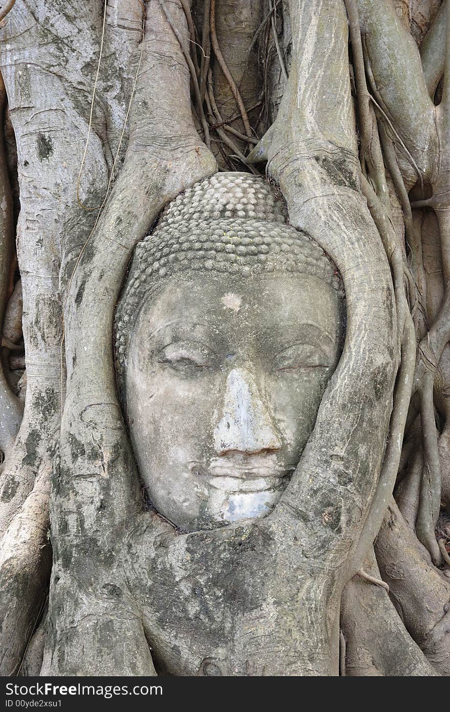 In Thailand the city of Ayutthaya was founded in 1350 today is an impressive archaeological park; here a buddha's face strangle by the roots of a fig tree at the Wat Phra Mahathat. In Thailand the city of Ayutthaya was founded in 1350 today is an impressive archaeological park; here a buddha's face strangle by the roots of a fig tree at the Wat Phra Mahathat