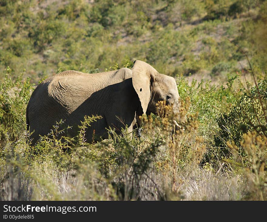 Elephant with hole in the ear