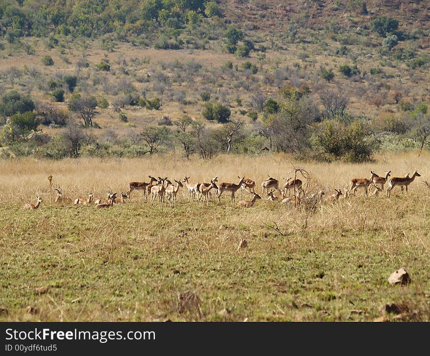 I took this picture at Pilansberg nature Reserve
in South africa. I took this picture at Pilansberg nature Reserve
in South africa.