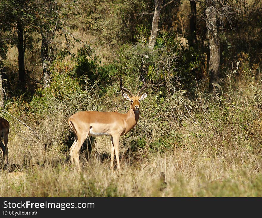 I took this picture at Pilansberg nature Reserve in South Africa. I took this picture at Pilansberg nature Reserve in South Africa.