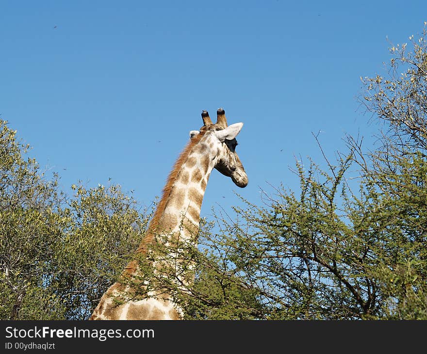 Giraffe