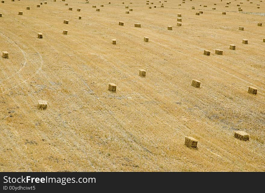 Yellow Field of Hay on Farm. Yellow Field of Hay on Farm