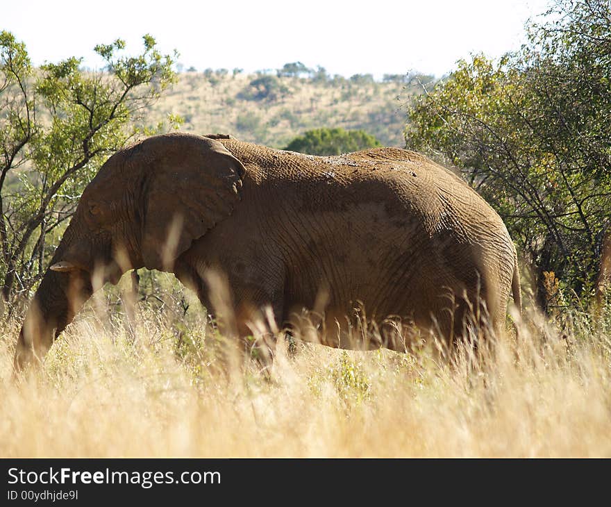 I took this picture at Pilansberg Nature Reserve in South Africa. I took this picture at Pilansberg Nature Reserve in South Africa.