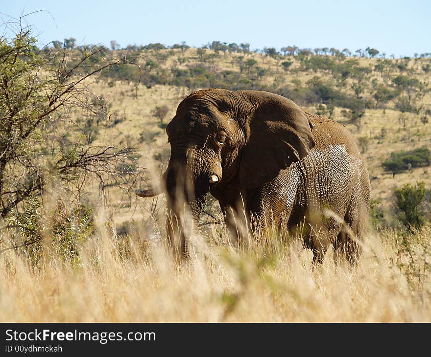 I took this picture at pilansberg nature Reserve in South africa. I took this picture at pilansberg nature Reserve in South africa.