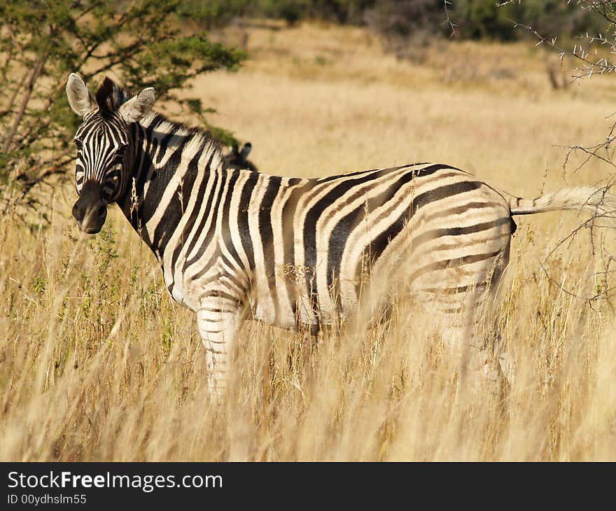 Zebra